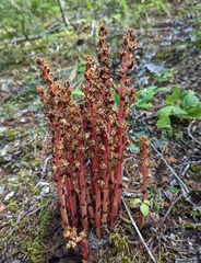 Monotropa hypopitys