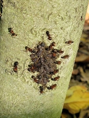 Camponotus chromaiodes