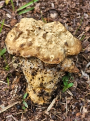 Calvatia cyathiformis