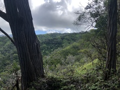 Phyllostachys nigra henonis