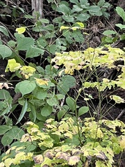 Thalictrum dioicum