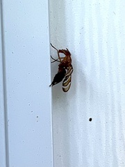 Tritoxa incurva