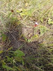 Dianthus andrzejowskianus