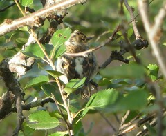 Fringilla montifringilla