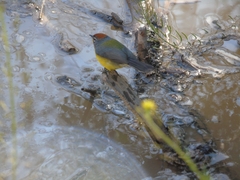 Myioborus brunniceps