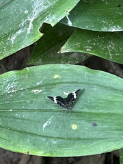 Trichodezia albovittata