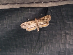 Parapoynx obscuralis