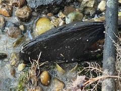Unionidae
