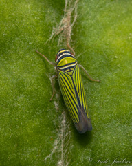 Tylozygus bifidus