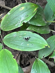 Trichodezia albovittata