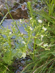 Stevia villaregalis