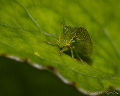 Stictocephala bisonia