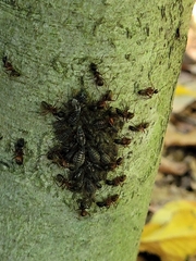 Camponotus chromaiodes