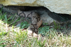 Agkistrodon contortrix