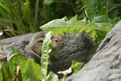 Callospermophilus lateralis
