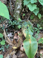 Clintonia umbellulata