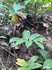 Maianthemum racemosum