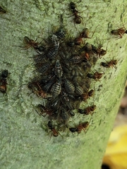 Camponotus chromaiodes