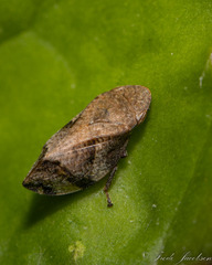 Lepyronia quadrangularis