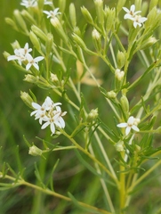 Stevia villaregalis