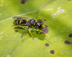 Ectemnius
