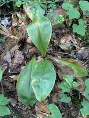 Clintonia umbellulata