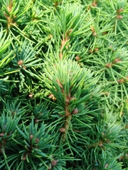 Pinus