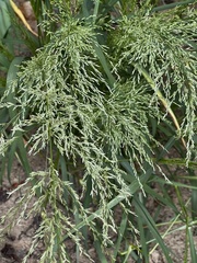 Coleataenia rigidula