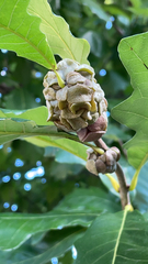 Andricus quercusstrobilanus