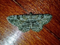 Peribatodes rhomboidaria