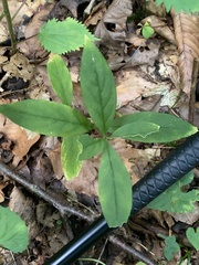 Silene stellata