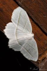 Campaea perlata