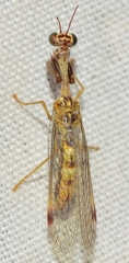 Mantispa styriaca