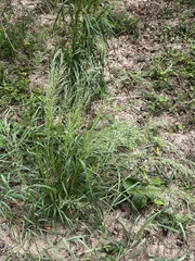 Coleataenia rigidula