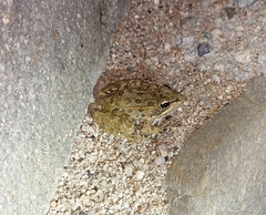 Pelophylax perezi