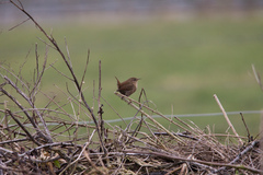 Troglodytes troglodytes
