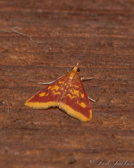 Pyrausta acrionalis