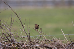 Troglodytes troglodytes