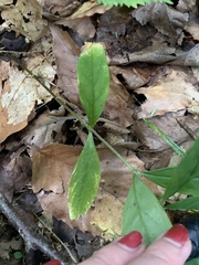 Silene stellata