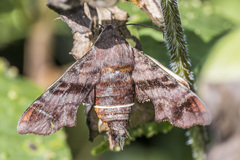 Amphion floridensis