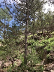 Cupressus lusitanica