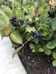 Aronia