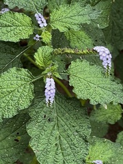 Heliotropium indicum