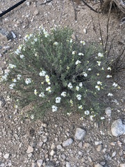 Zinnia acerosa