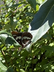 Limenitis lorquini