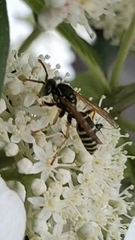 Polistes nimpha