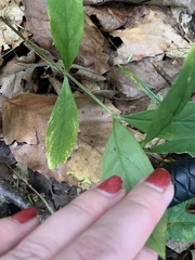 Silene stellata