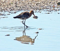 Limosa limosa