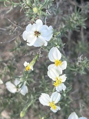 Zinnia acerosa