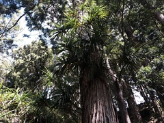 Freycinetia arborea